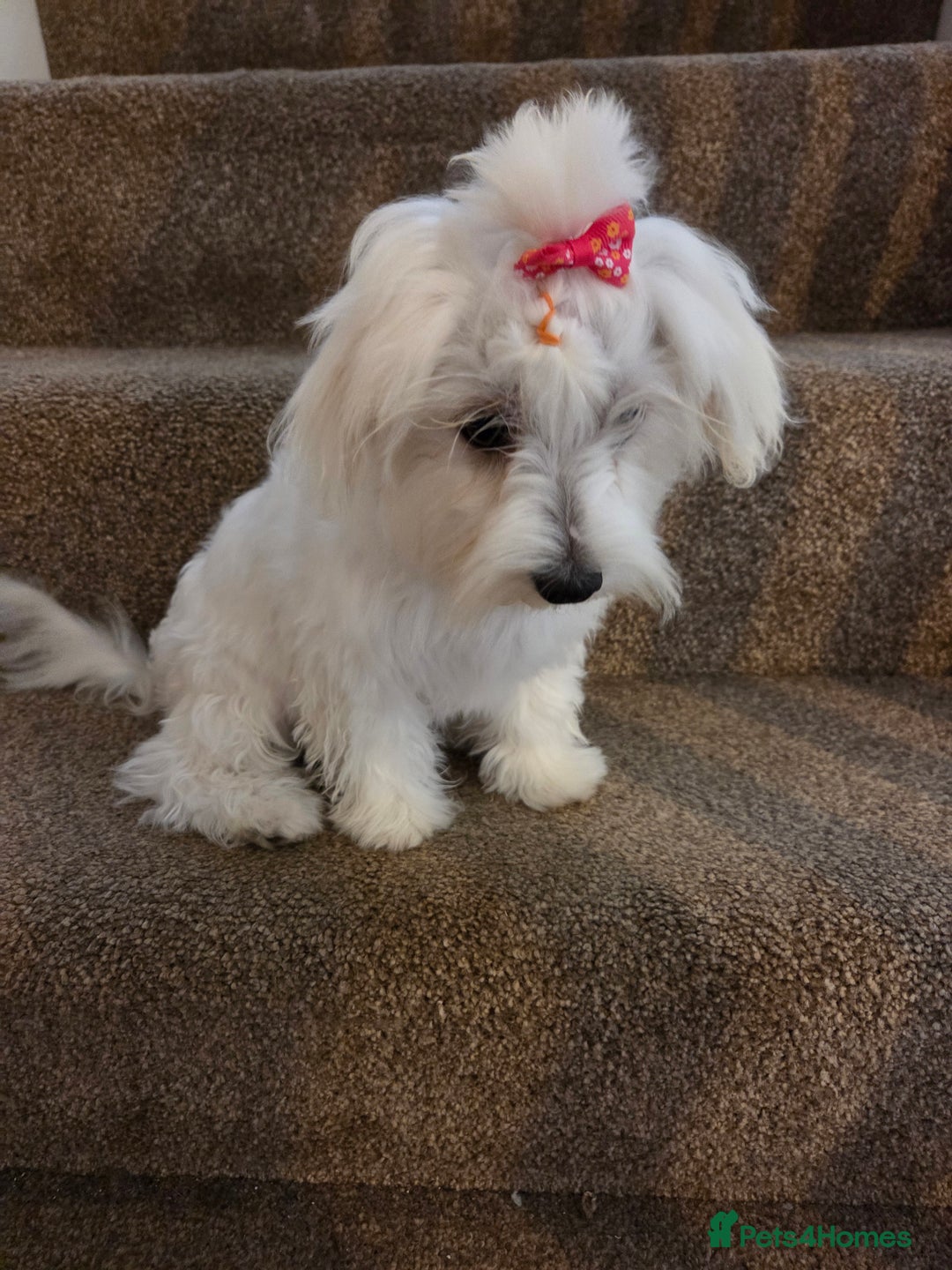 Maltese dogs for sale: KC Reg*Champion Bloodline Maltese Puppy in Wakefield - Image 6