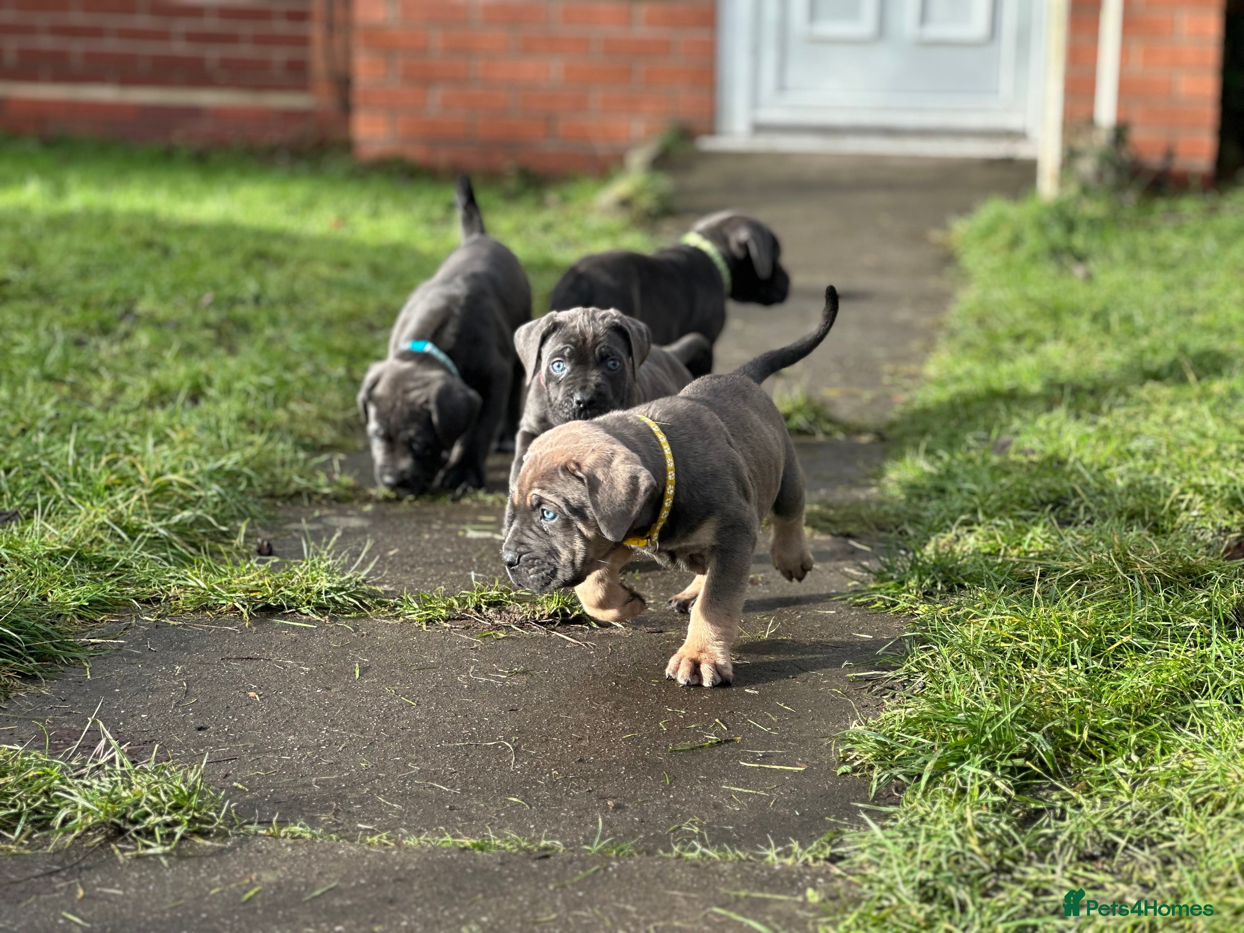 Cane Corso dogs Balestra Magica Corso IKC/FCI  - Advert 2