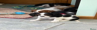 Cavalier King Charles Spaniel 4