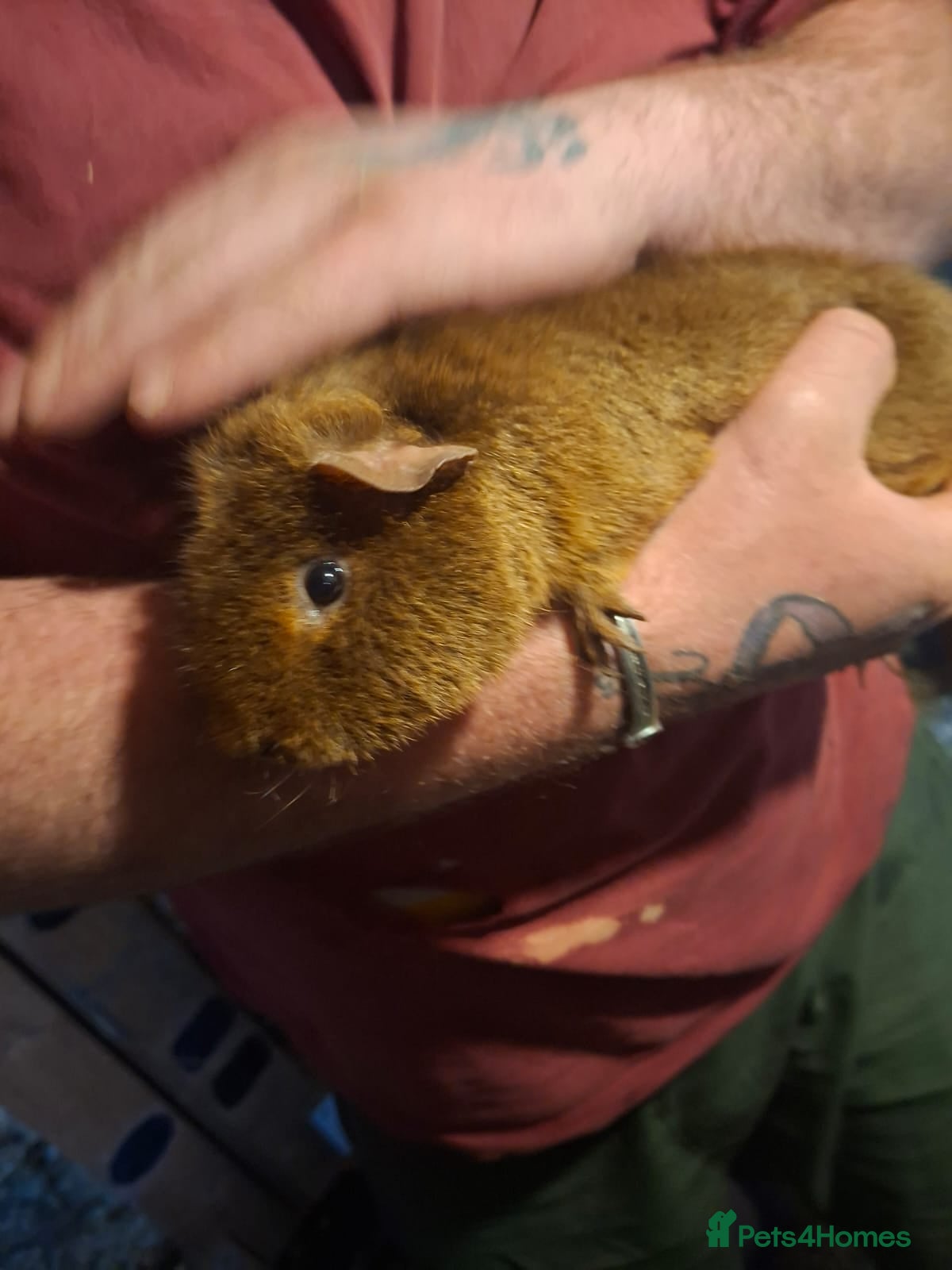 Guinea Pig rodents for sale: guniea pigs - Advert 6