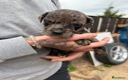 Mixed Breed dogs for sale: Outstanding quality litter of twelve pups - Image 11