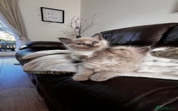 Ragdoll cats for sale: Ragdoll kittens - Image 6