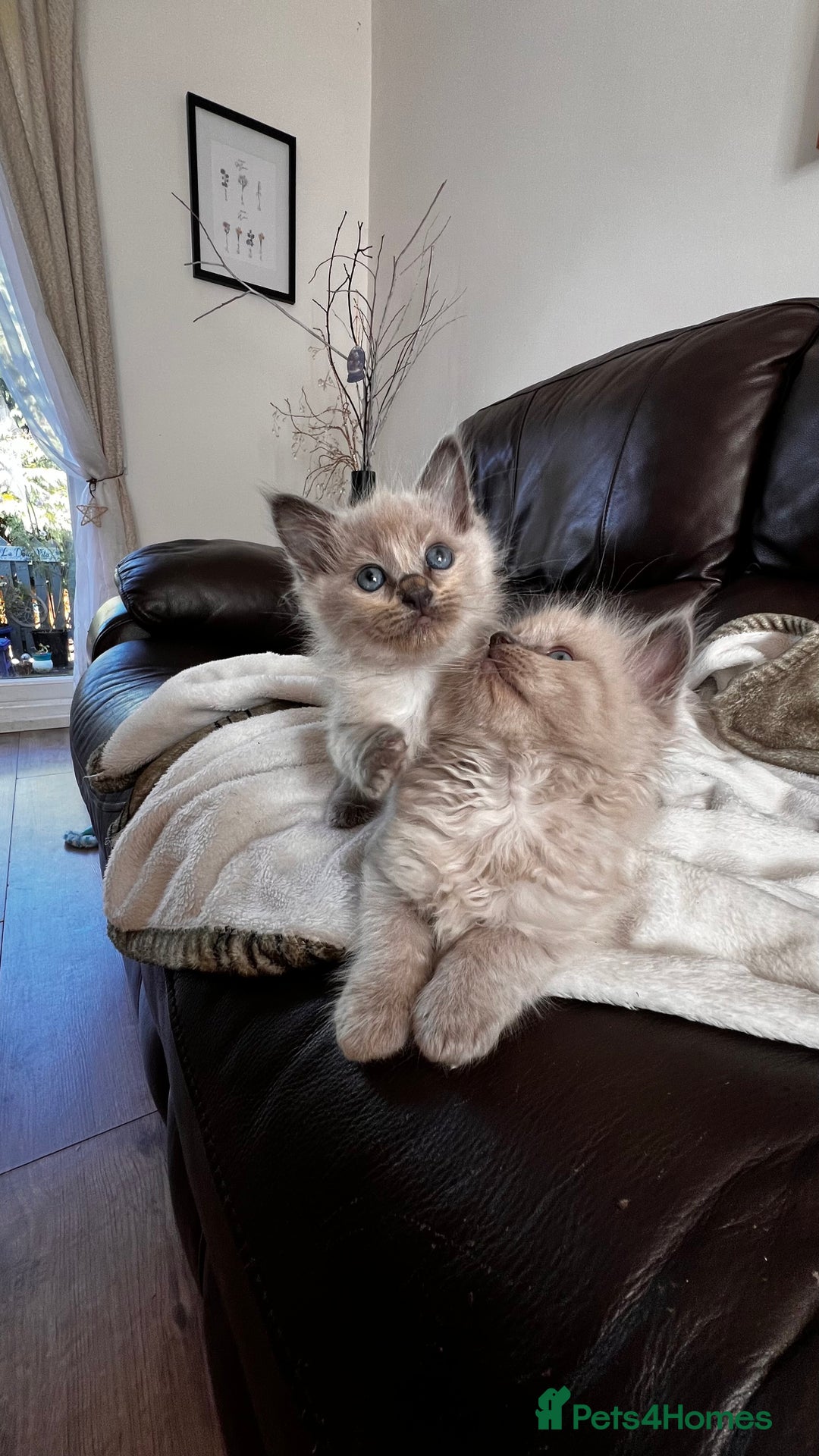 Ragdoll cats for sale: Ragdoll kittens - Image 6