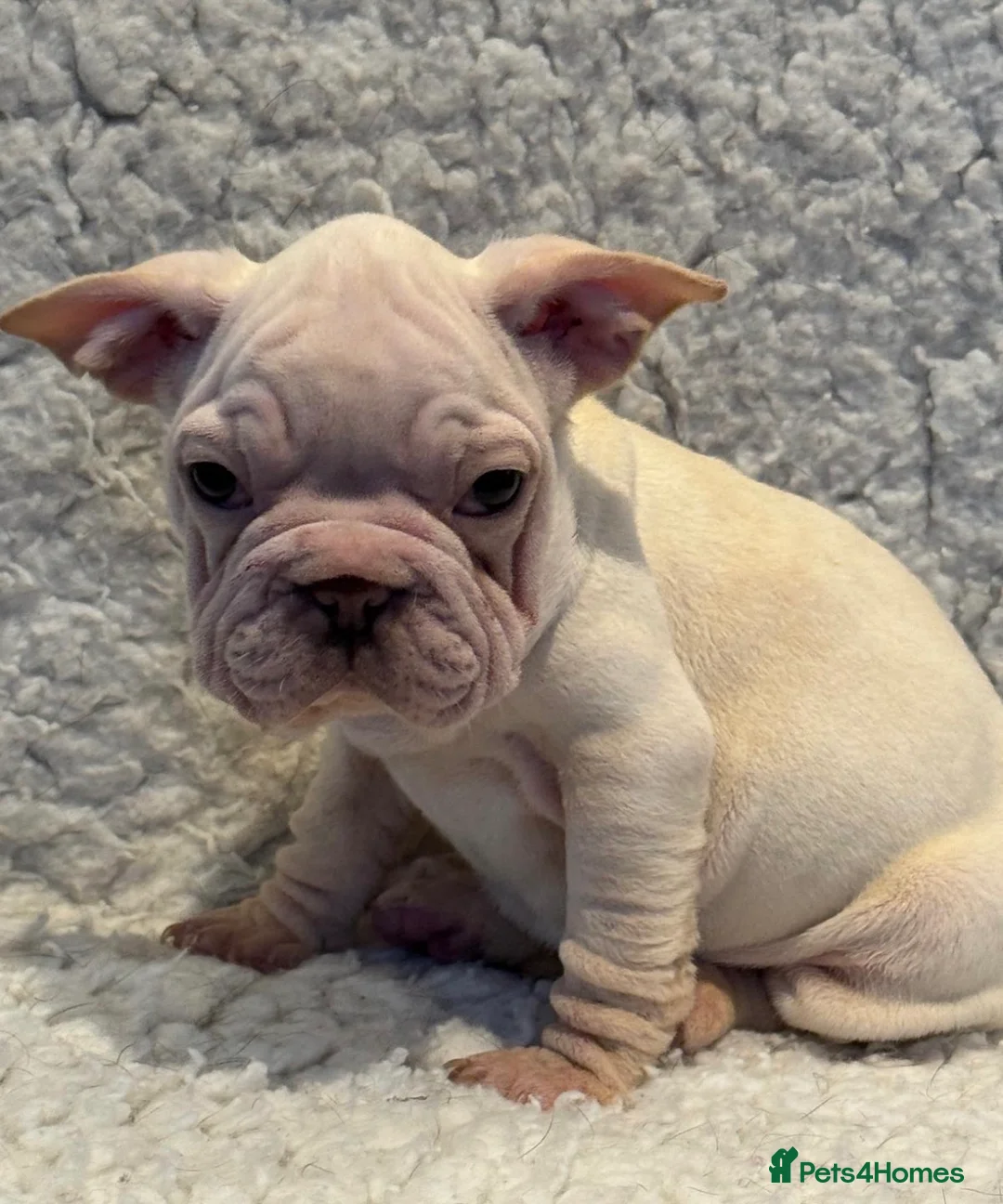French Bulldog dogs for sale: Beautiful French bulldog puppies - Advert 10