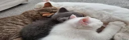 American Shorthair cats for sale: 🤍🩵White & Blue BSH Kittens Available - Advert 6