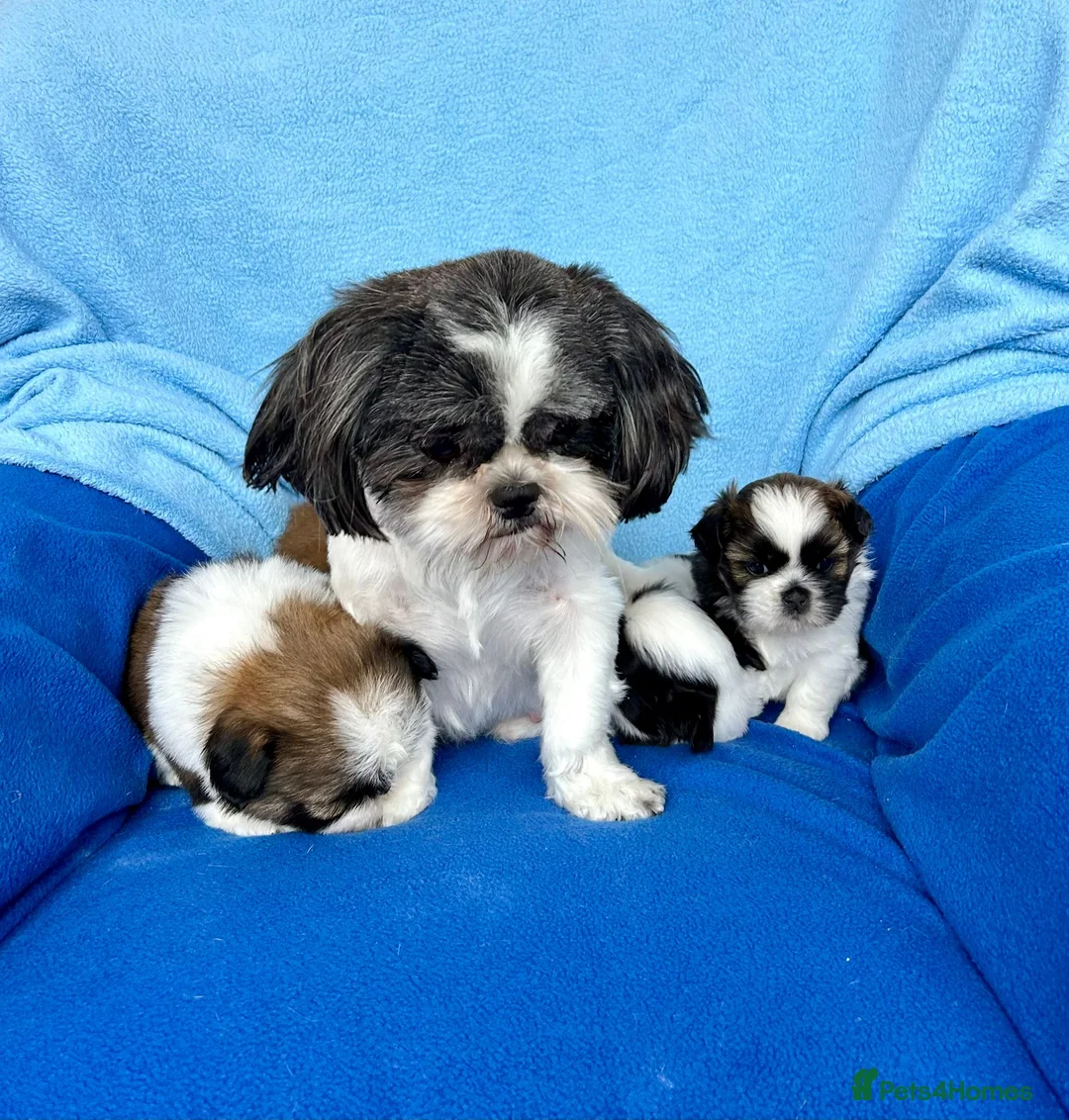 Shih Tzu dogs for sale: Beautiful Shih Tzu puppies - Advert 9