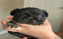 French Bulldog dogs for sale: Furry french bulldogs - Image 3