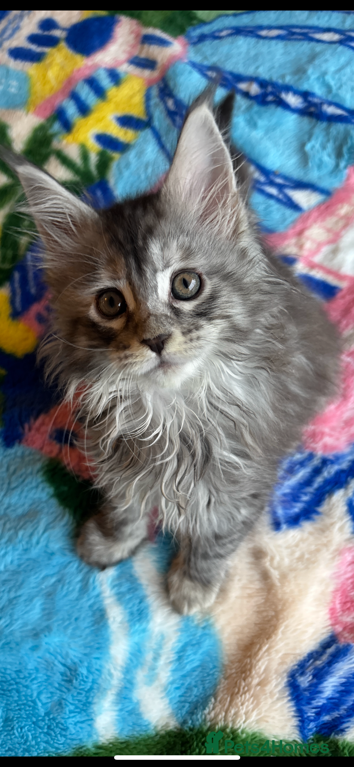 Maine Coon cats Stunning main coon kittens 🦁 - Advert 12