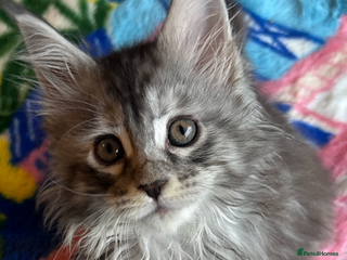 Maine Coon cats Stunning main coon kittens 🦁 - Advert 12