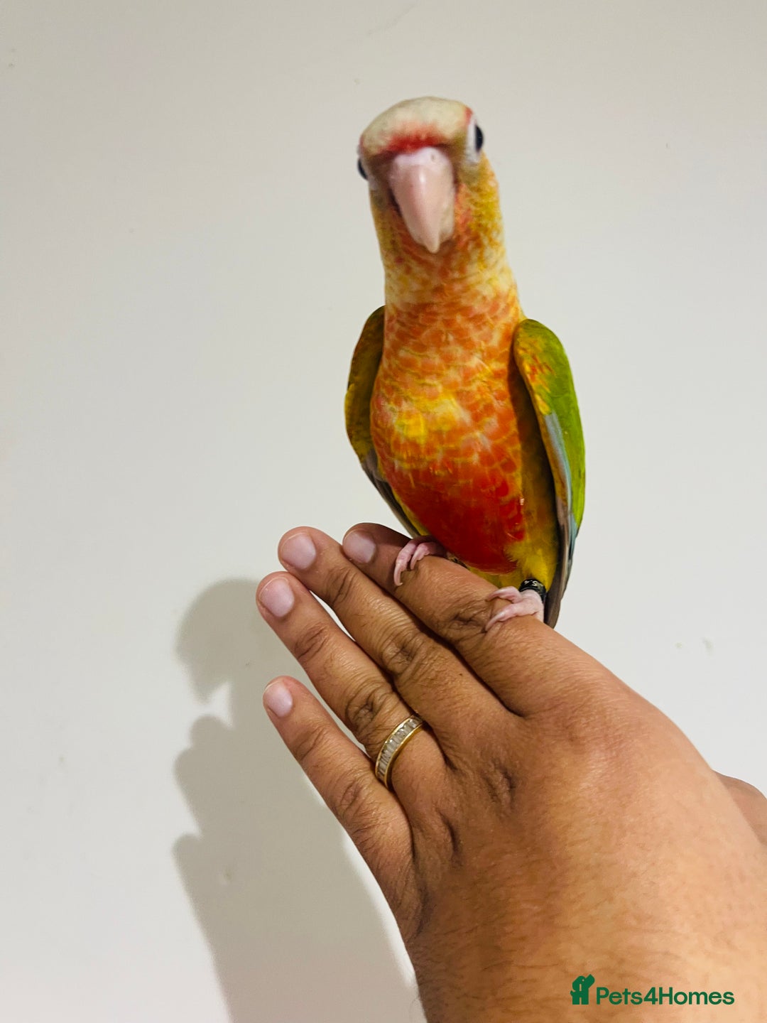 Conures birds for sale: Hand reared conures for sale  - Advert 4