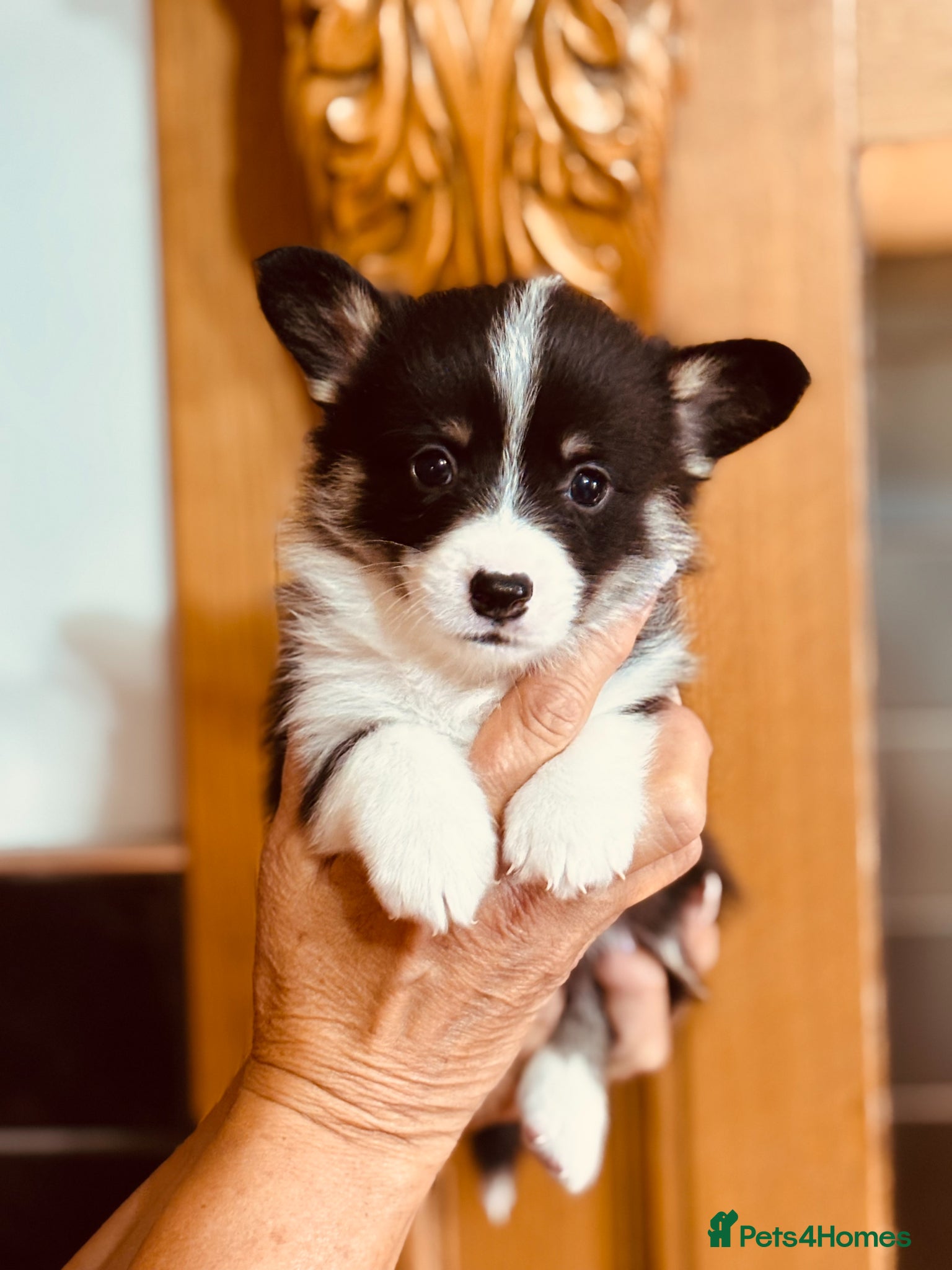 Welsh Corgi Pembroke dogs for sale: Quality Pedigree Tri colour puppies - Advert 1