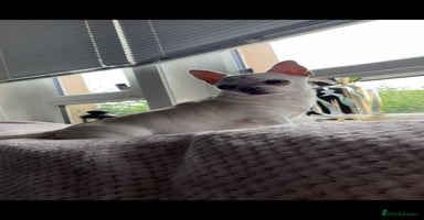 Chihuahua dogs - Advert 8