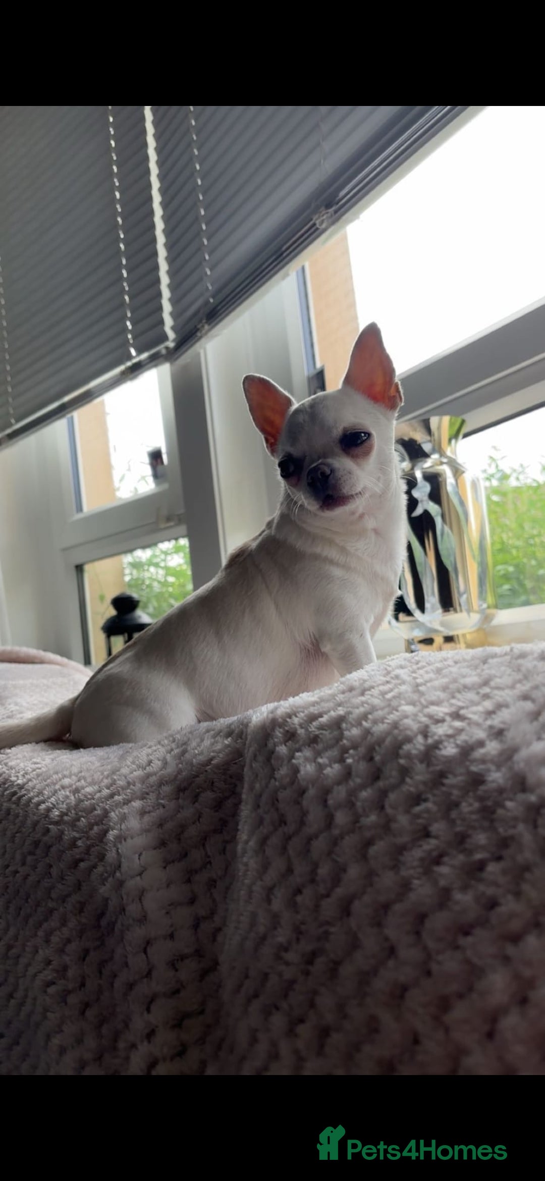 Chihuahua dogs for sale: Teeny Chihuahua Pup   - Image 11