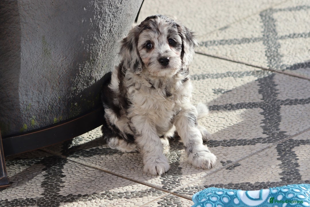 Cavapoo dogs for sale: F1 Cavapoo puppies for sale - Image 25