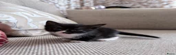 Mixed Breed cats for sale: Kittens for sale  - Advert 6