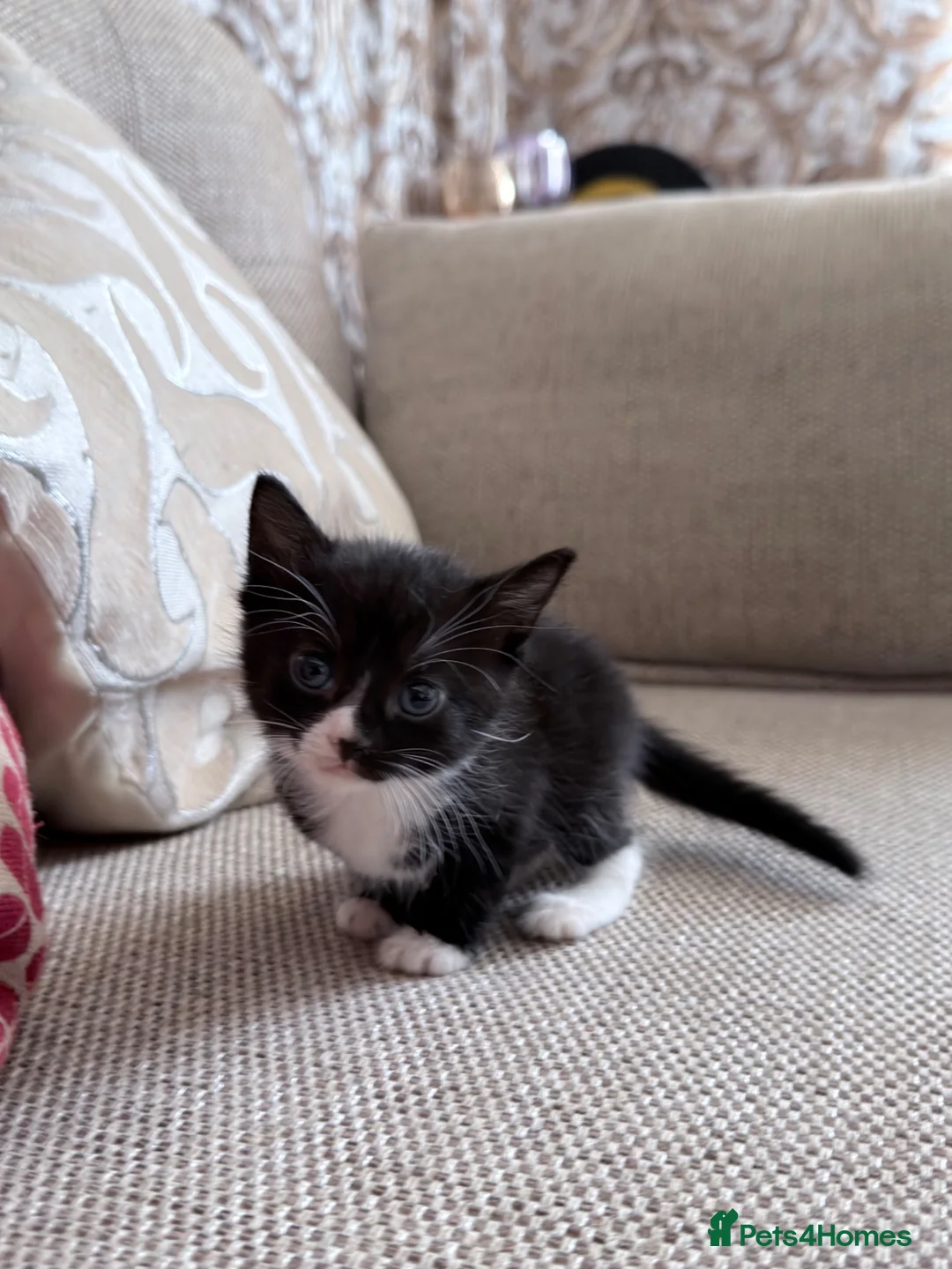 Mixed Breed cats for sale: Kittens for sale  - Advert 6