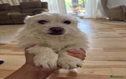 Mixed Breed dogs for adoption: Sonic - Dereham Norfolk  - Image 13