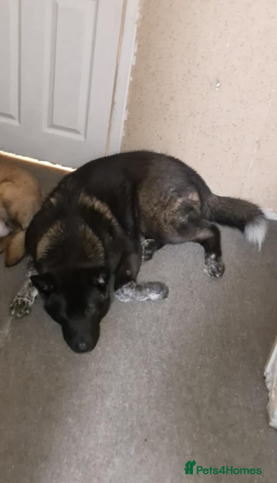 Shepsky dogs for sale: German shepherd husky - Advert 2