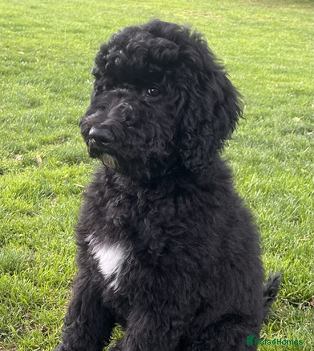 Bernedoodle dogs for sale: EXCEPTIONAL MINI BERNADOODLE PUPS. - Advert 2