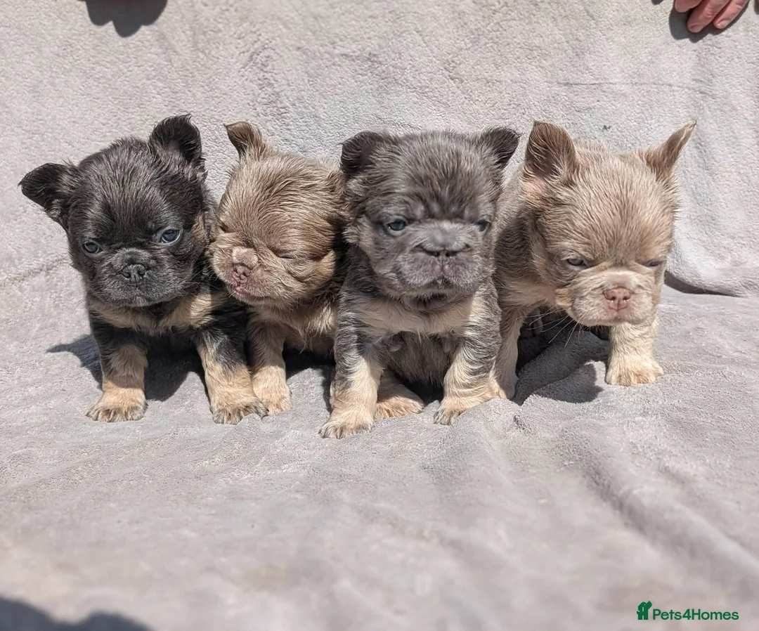 French Bulldog dogs for sale: Amazing QUALITY FRENCH BULLDOG PUPS - Advert 2