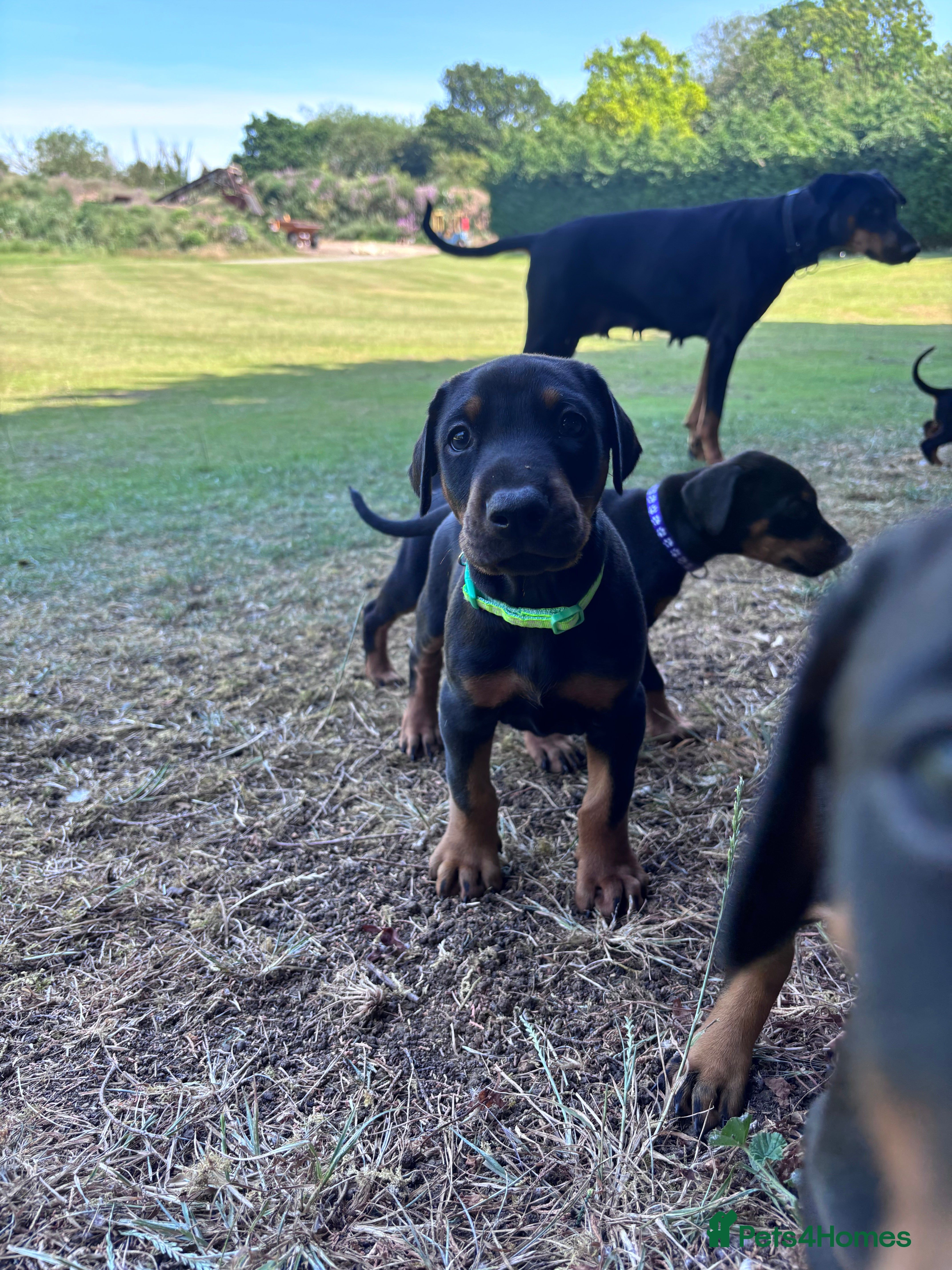 Dobermann dogs KC registered Dobermann puppies  - Advert 2