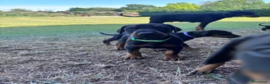 Green collar boy