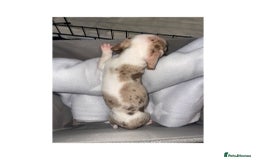 Dachshund dogs for sale: Dachshund puppies  - Image 5