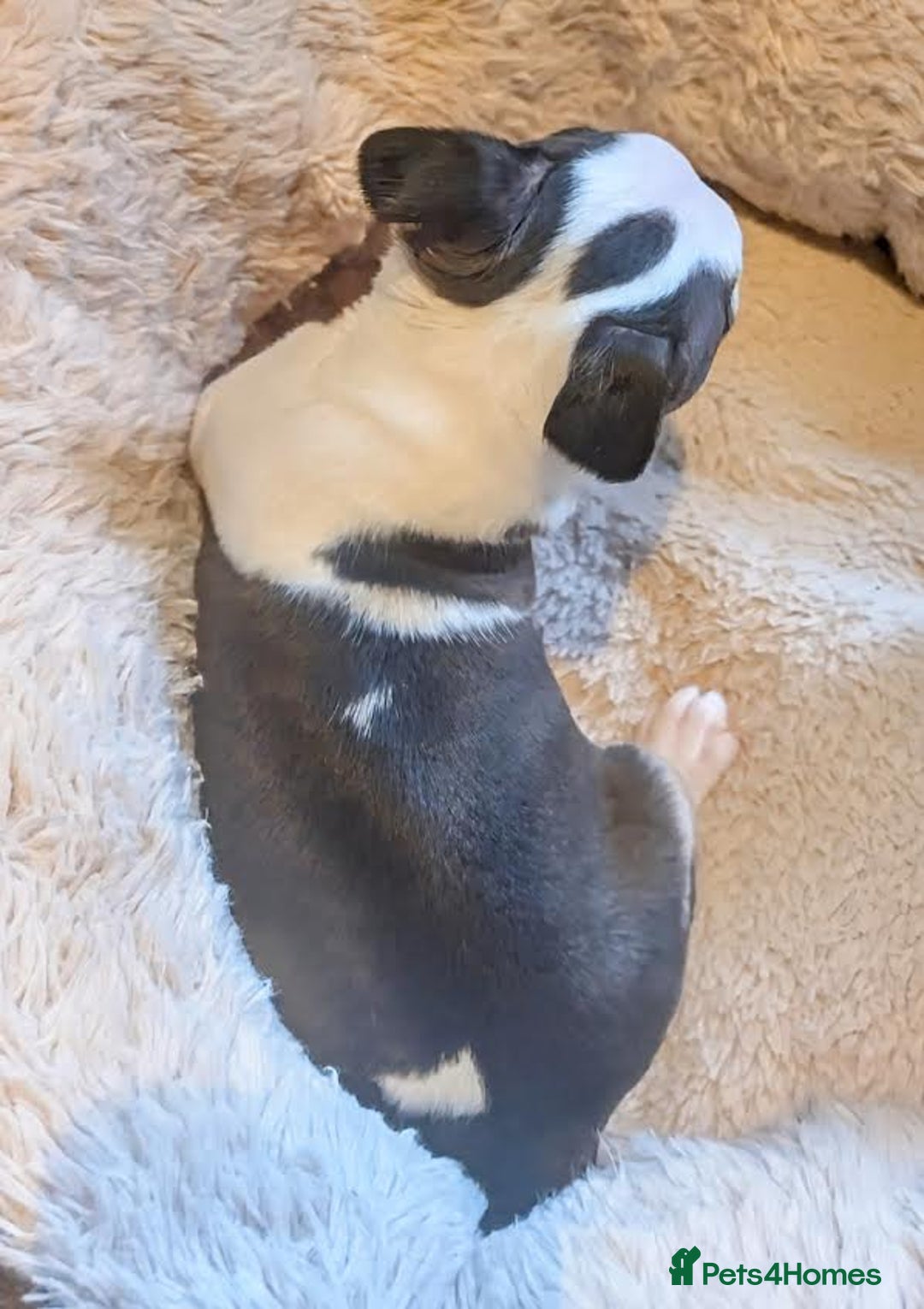Boston Terrier dogs for sale: Adorable KC reg Boston Terrier Puppies - Image 26