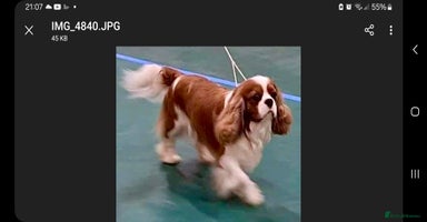 Cavalier King Charles Spaniel dogs - Advert 2