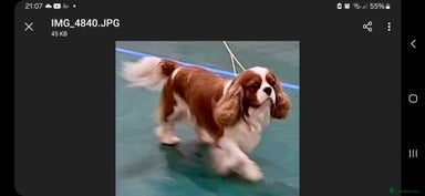 Cavalier King Charles Spaniel dogs - Advert 2