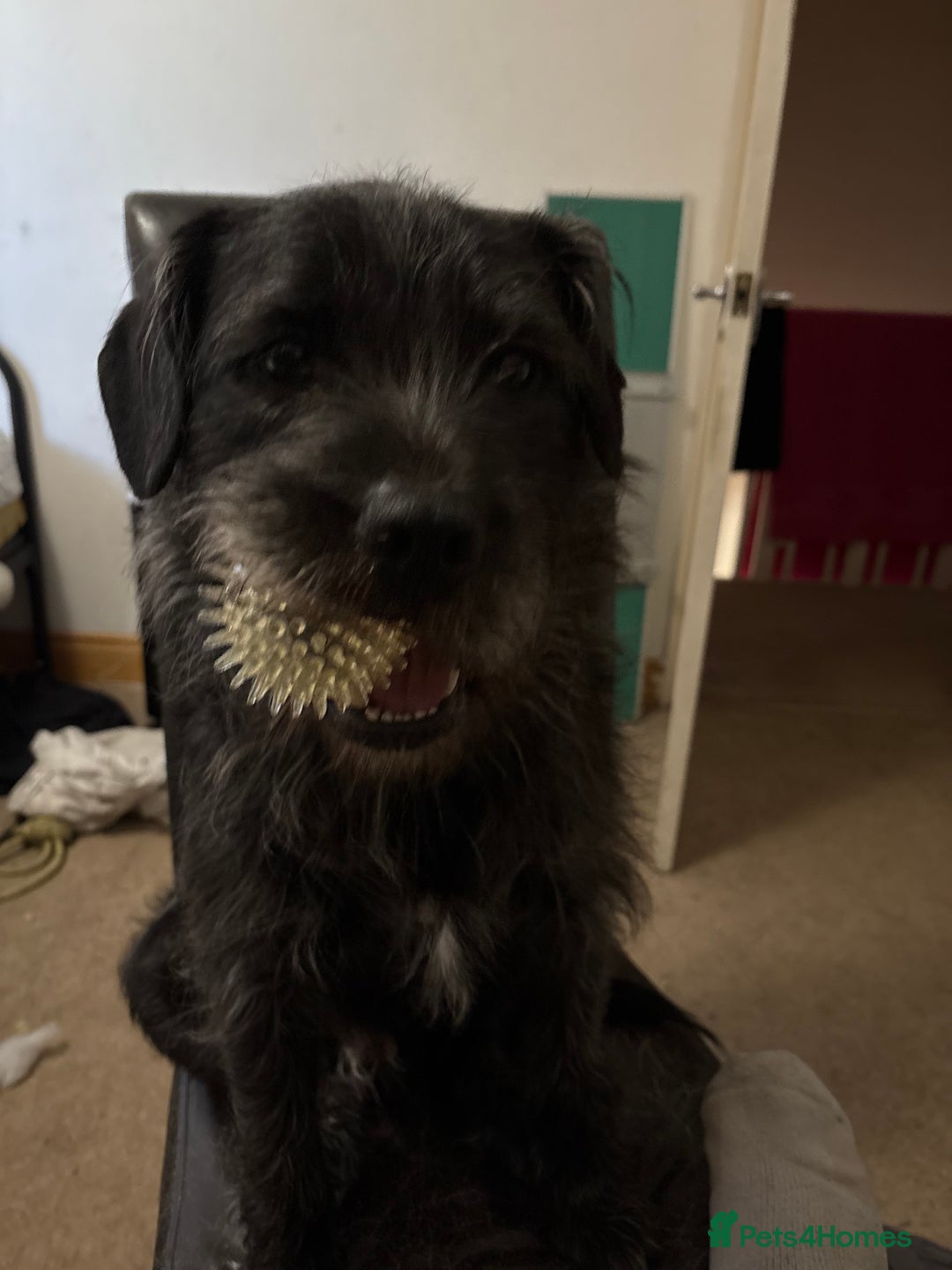 Mixed Breed dogs for sale: Mowgli/Mogi - Advert 3