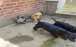 Cockapoo dogs for sale: 2 beautiful cockapoo desperate for forever homes  - Image 21