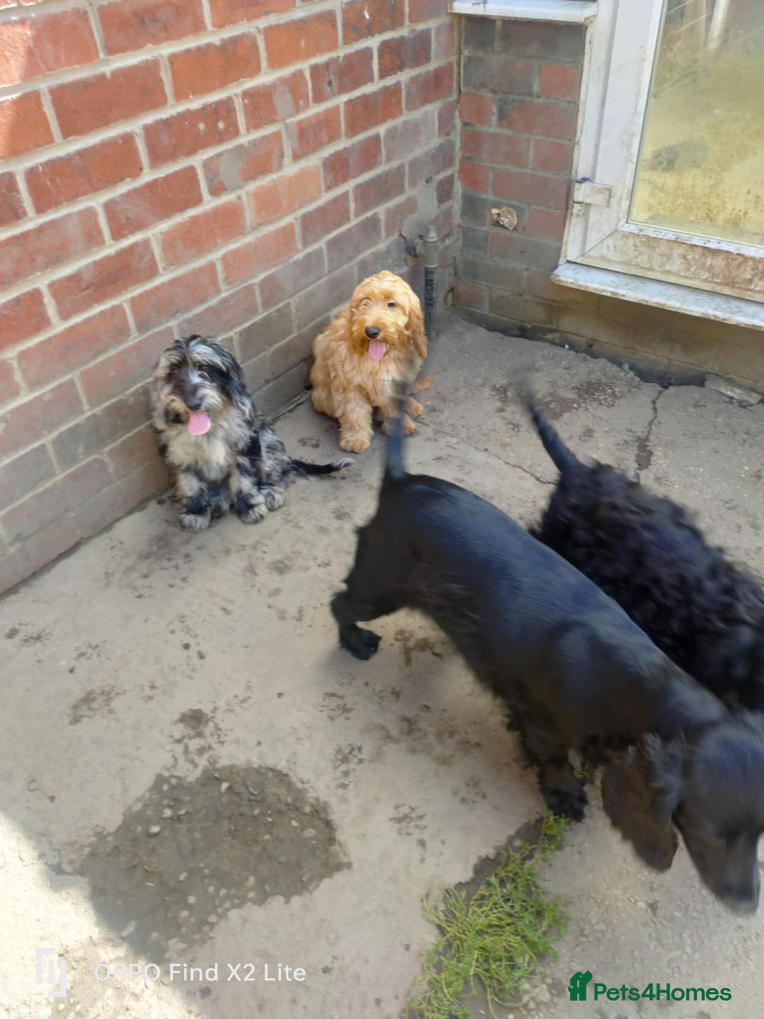 Cockapoo dogs for sale: 2 beautiful cockapoo desperate for forever homes  - Image 21