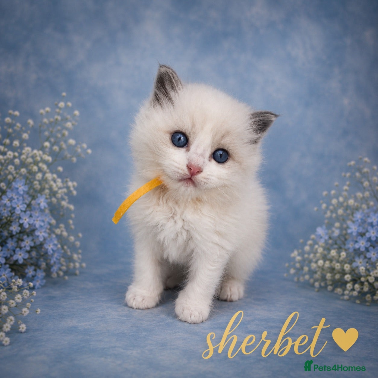 Ragdoll cats 🏆gccf (GRANDCHAMP) ragdoll kittens  - Advert 1