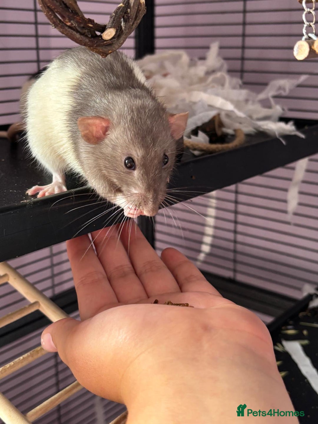 Rat rodents for sale: Dumbo Rats - Advert 1