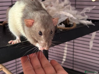 Rat rodents Dumbo Rats - Advert 2