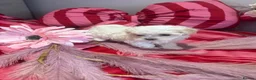 Maltipoo dogs for sale: F1 stunning Asian Maltipoo cream tiny puppies  - Advert 36