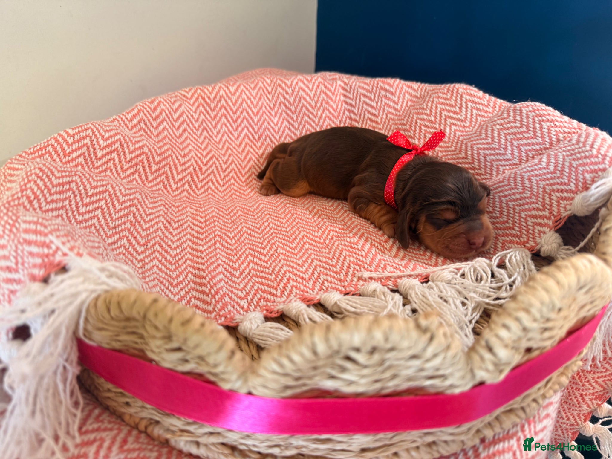 Cocker Spaniel dogs Outstanding KC registered Cocker Spaniel Puppies  - Advert 2