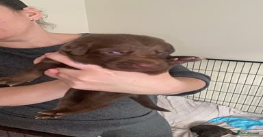 Mixed Breed dogs - Advert 8