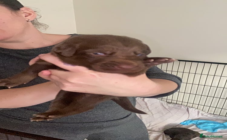 Mixed Breed dogs - Advert 1