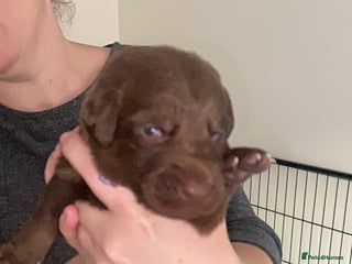 Mixed Breed dogs - Advert 11