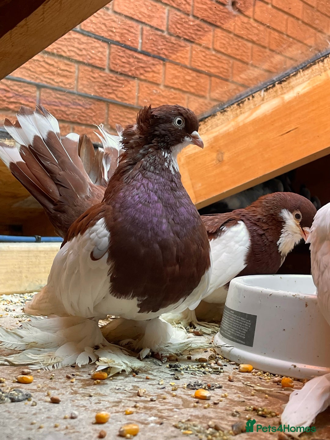 Pigeons birds for sale: Russian Fantail Pigeons - Advert 1