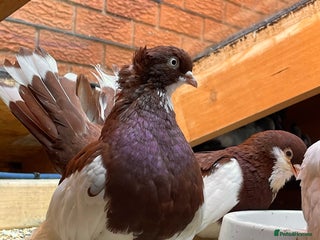 Pigeons birds Russian Fantail Pigeons - Advert 8