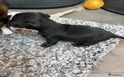 Mixed Breed dogs for sale: jackhuahua Pups - Image 9