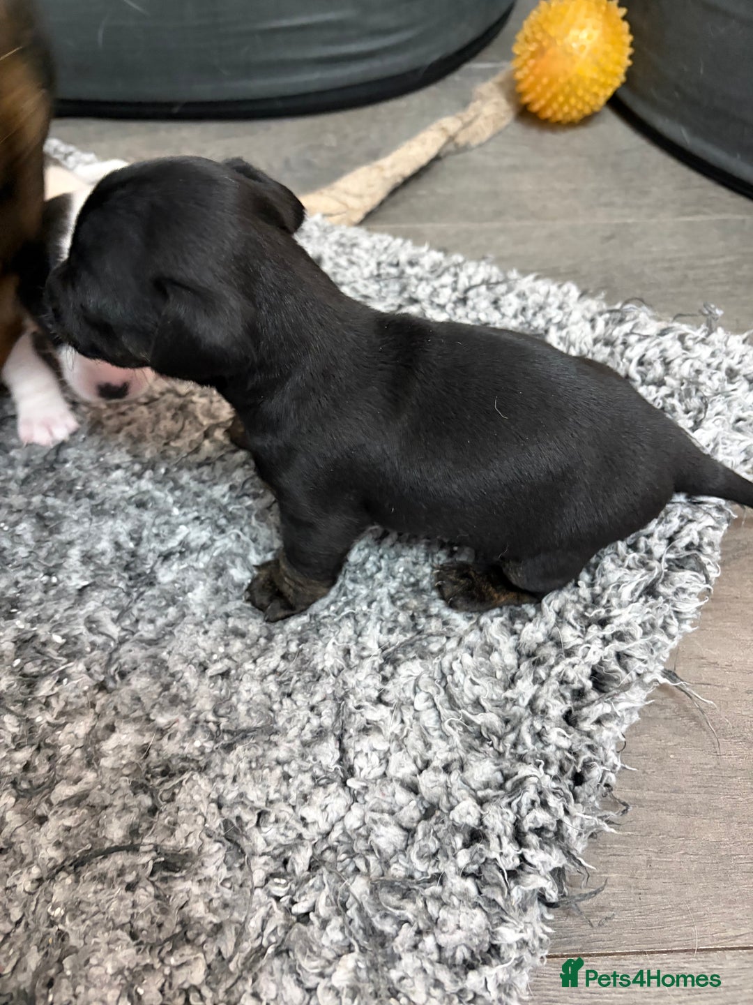 Mixed Breed dogs for sale: jackhuahua Pups - Image 9