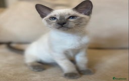 Siamese cats for sale: Beautiful Blue Point Siamese kittens   - Image 4