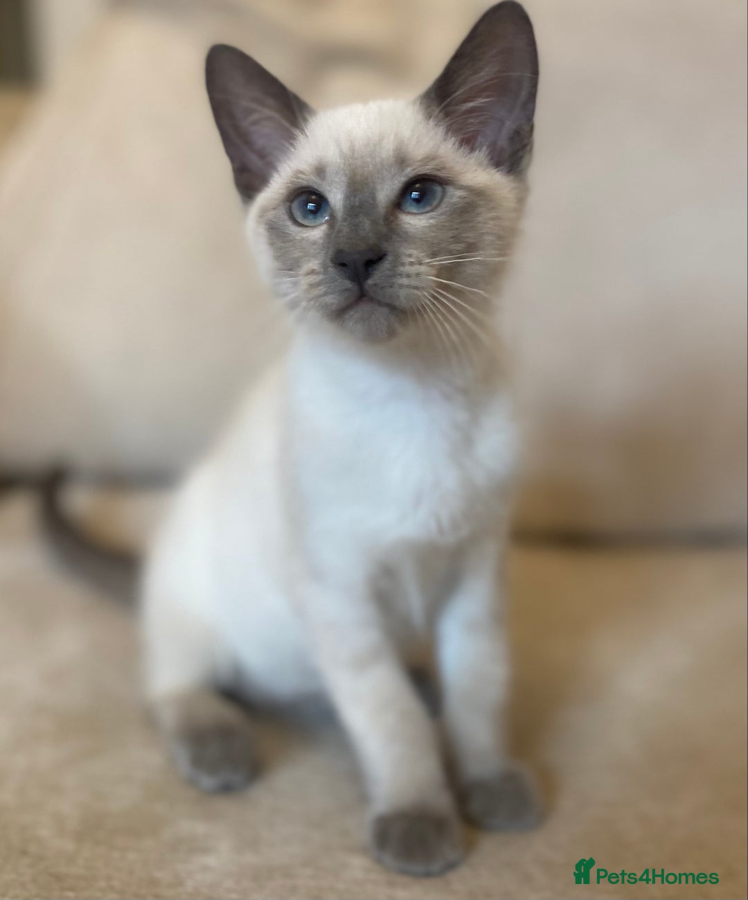 Siamese cats for sale: Beautiful Blue Point Siamese kittens   - Image 4