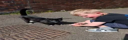 Mixed Breed cats for sale: 3 female kittens ready to go.  in Peterborough - Advert 2