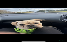 Frug dogs for sale: Male frug puppy - Advert 2