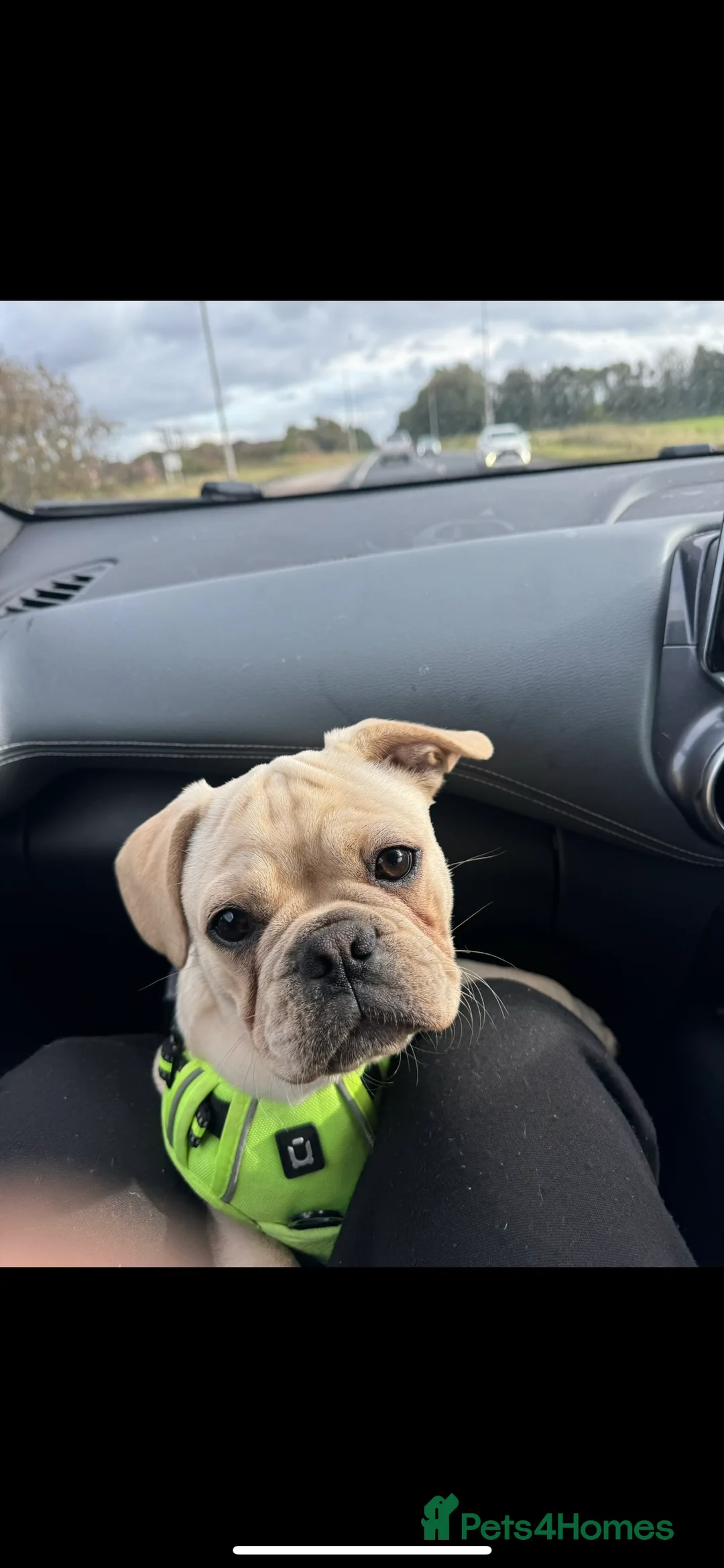 Frug dogs for sale: Male frug puppy - Advert 2